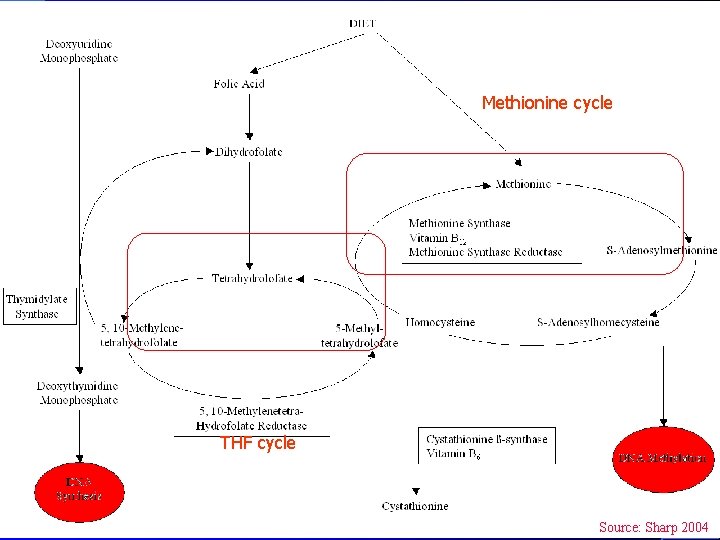 Methionine cycle THF cycle Source: Sharp 2004. 