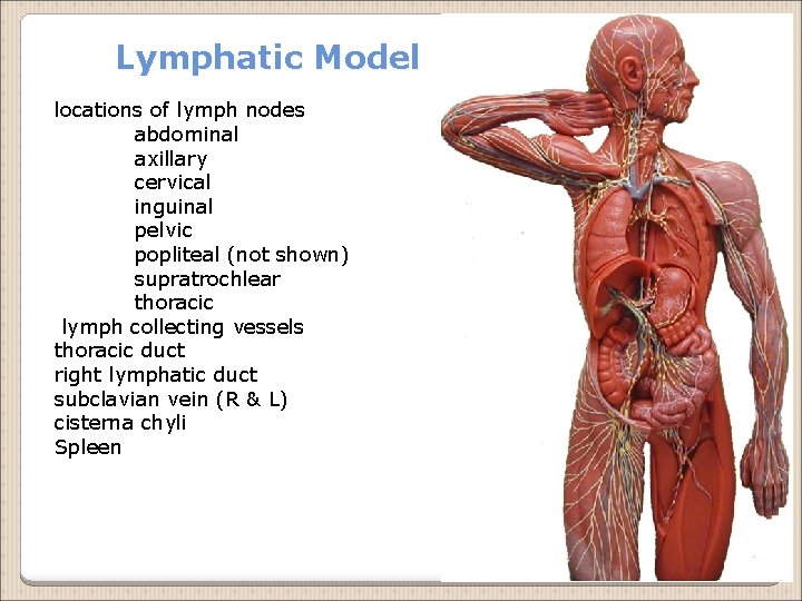 Lymphatic Model locations of lymph nodes abdominal axillary cervical inguinal pelvic popliteal (not shown)