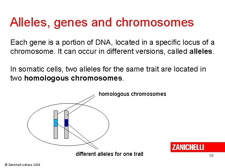 Alleles, genes and chromosomes Each gene is a portion of DNA, located in a Alleles, genes and chromosomes Each gene is a portion of DNA, located in a