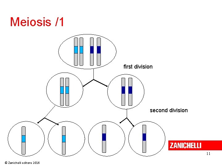 Meiosis /1 first division second division 11 © Zanichelli editore 2016 Meiosis /1 first division second division 11 © Zanichelli editore 2016