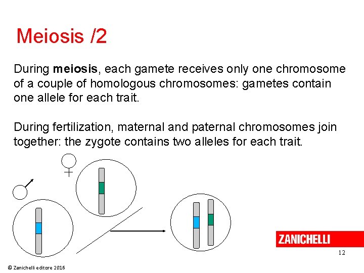 Meiosis /2 During meiosis, each gamete receives only one chromosome of a couple of Meiosis /2 During meiosis, each gamete receives only one chromosome of a couple of