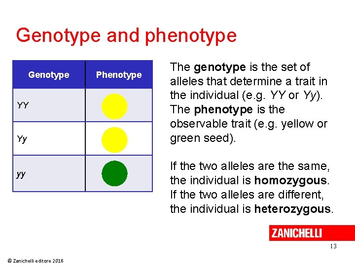 Genotype and phenotype Genotype YY Yy yy Phenotype The genotype is the set of Genotype and phenotype Genotype YY Yy yy Phenotype The genotype is the set of