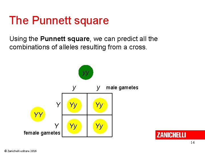 The Punnett square Using the Punnett square, we can predict all the combinations of The Punnett square Using the Punnett square, we can predict all the combinations of