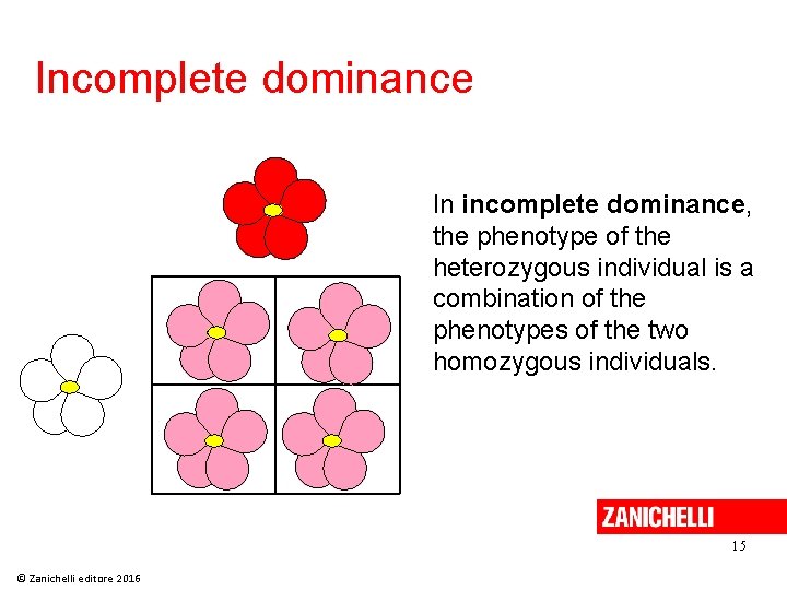 Incomplete dominance In incomplete dominance, the phenotype of the heterozygous individual is a combination Incomplete dominance In incomplete dominance, the phenotype of the heterozygous individual is a combination