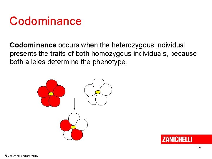 Codominance occurs when the heterozygous individual presents the traits of both homozygous individuals, because Codominance occurs when the heterozygous individual presents the traits of both homozygous individuals, because