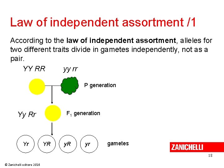 Law of independent assortment /1 According to the law of independent assortment, alleles for Law of independent assortment /1 According to the law of independent assortment, alleles for