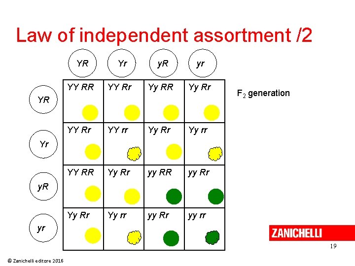 Law of independent assortment /2 YR Yr y. R yr YY RR YY Rr Law of independent assortment /2 YR Yr y. R yr YY RR YY Rr