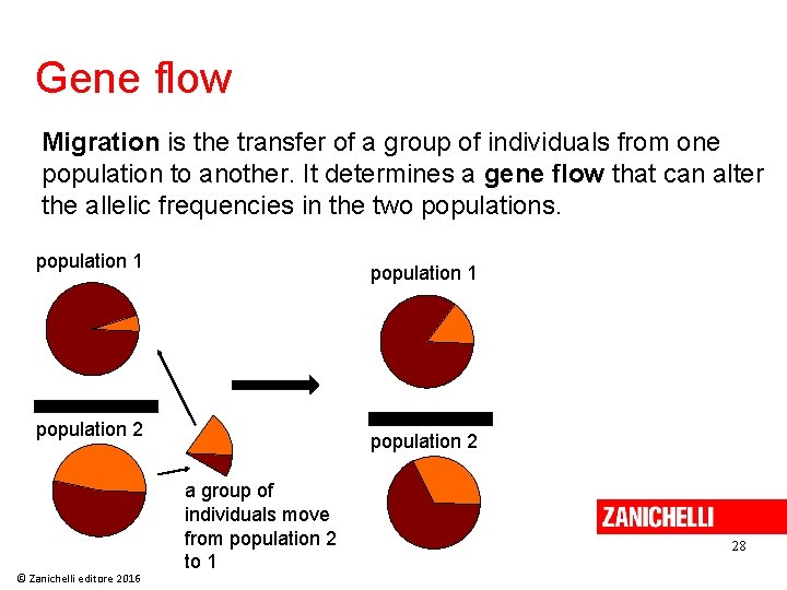 Gene flow Migration is the transfer of a group of individuals from one population Gene flow Migration is the transfer of a group of individuals from one population