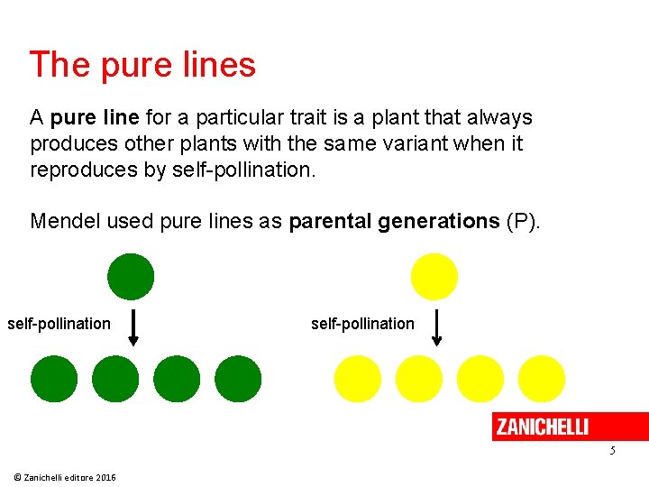The pure lines A pure line for a particular trait is a plant that The pure lines A pure line for a particular trait is a plant that