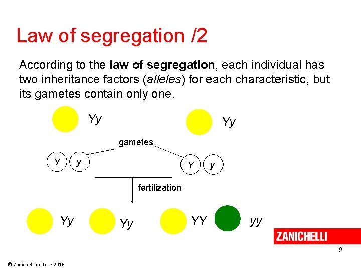 Law of segregation /2 According to the law of segregation, each individual has two Law of segregation /2 According to the law of segregation, each individual has two