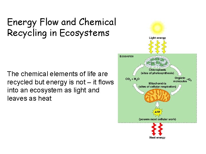 Energy Flow and Chemical Recycling in Ecosystems The chemical elements of life are recycled