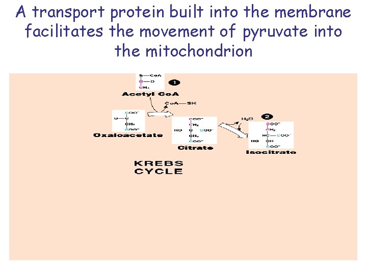 A transport protein built into the membrane facilitates the movement of pyruvate into the