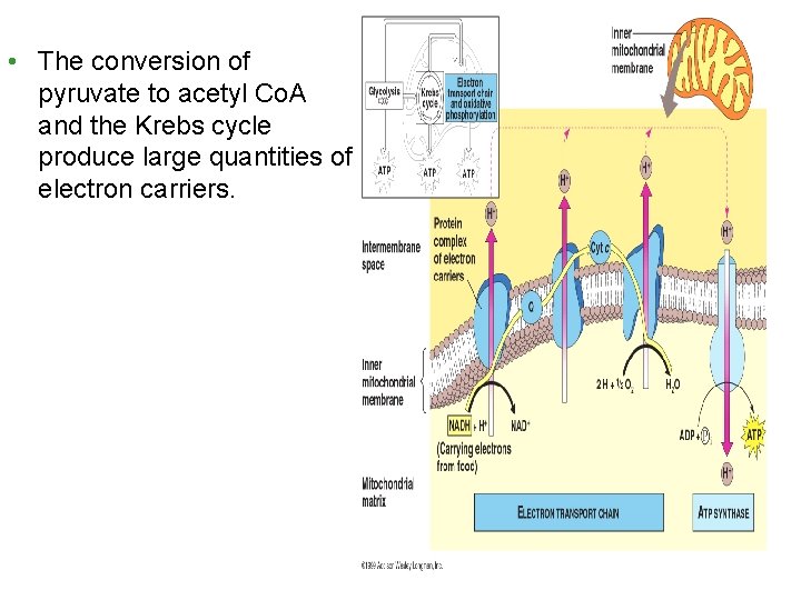  • The conversion of pyruvate to acetyl Co. A and the Krebs cycle