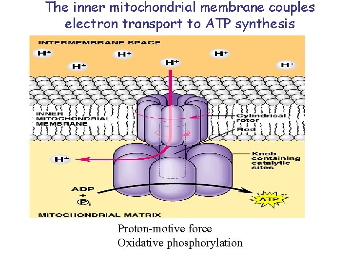 The inner mitochondrial membrane couples electron transport to ATP synthesis Proton-motive force Oxidative phosphorylation