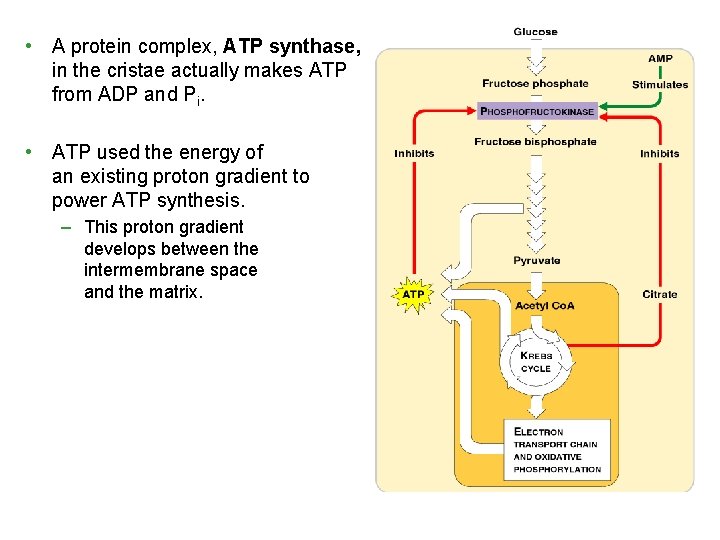  • A protein complex, ATP synthase, in the cristae actually makes ATP from