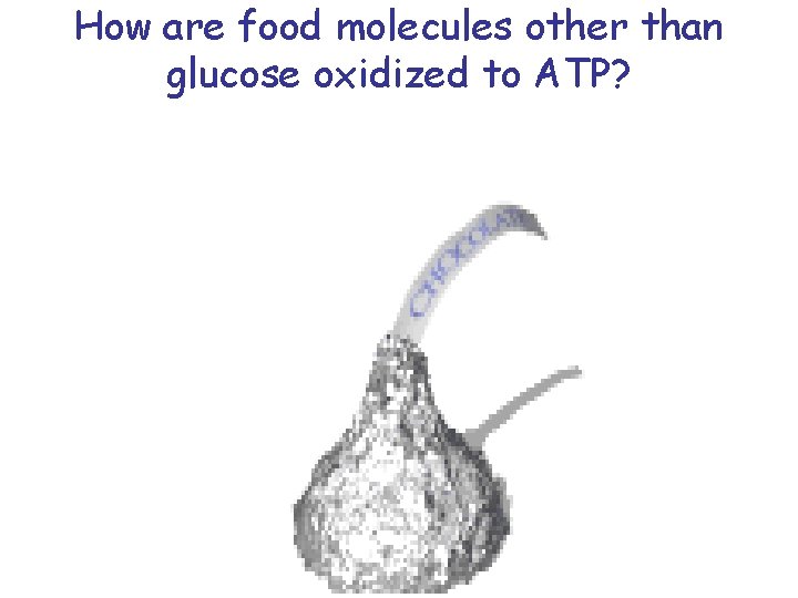 How are food molecules other than glucose oxidized to ATP? 