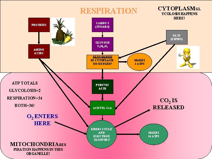 RESPIRATION PROTEINS CYTOPLASMGL YCOLOSIS HAPPENS HERE! CARBO’S (SUGARS) FATS (LIPIDS) AMINO ACIDS GLUCOSE C