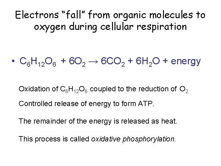 Electrons “fall” from organic molecules to oxygen during cellular respiration • C 6 H