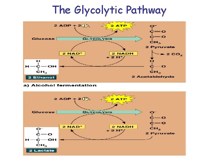 The Glycolytic Pathway 