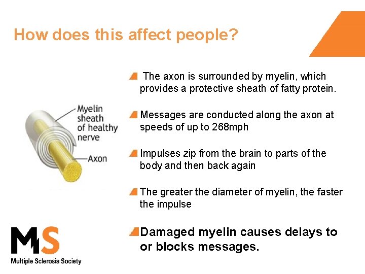 How does this affect people? The axon is surrounded by myelin, which provides a