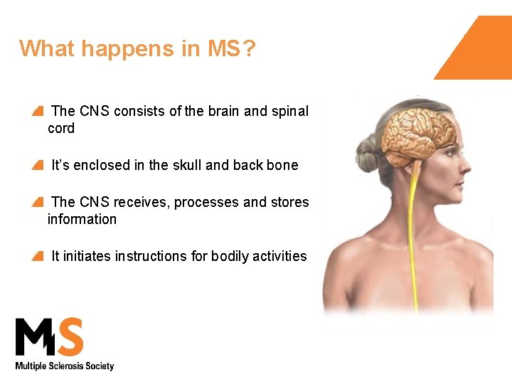 What happens in MS? The CNS consists of the brain and spinal cord It’s