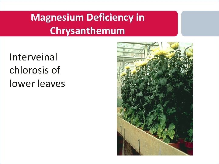 Magnesium Deficiency in Chrysanthemum Interveinal chlorosis of lower leaves 