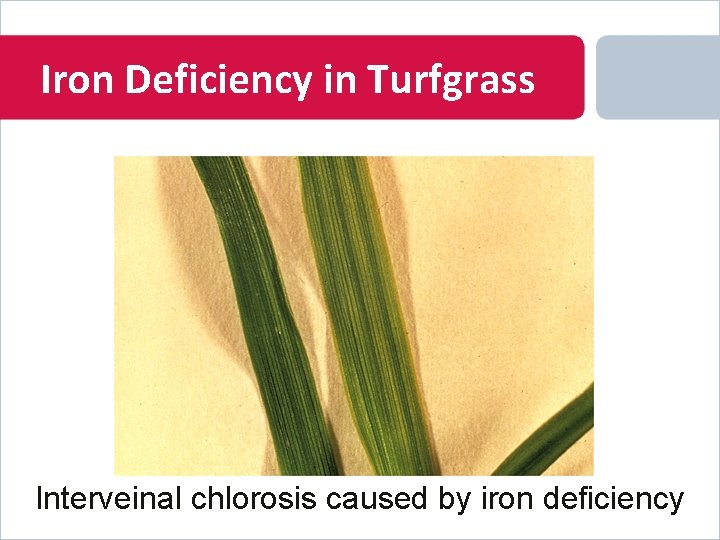Iron Deficiency in Turfgrass Interveinal chlorosis caused by iron deficiency 