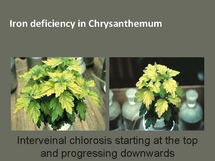 Iron deficiency in Chrysanthemum Interveinal chlorosis starting at the top and progressing downwards 