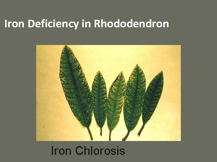 Iron Deficiency in Rhododendron Iron Chlorosis 