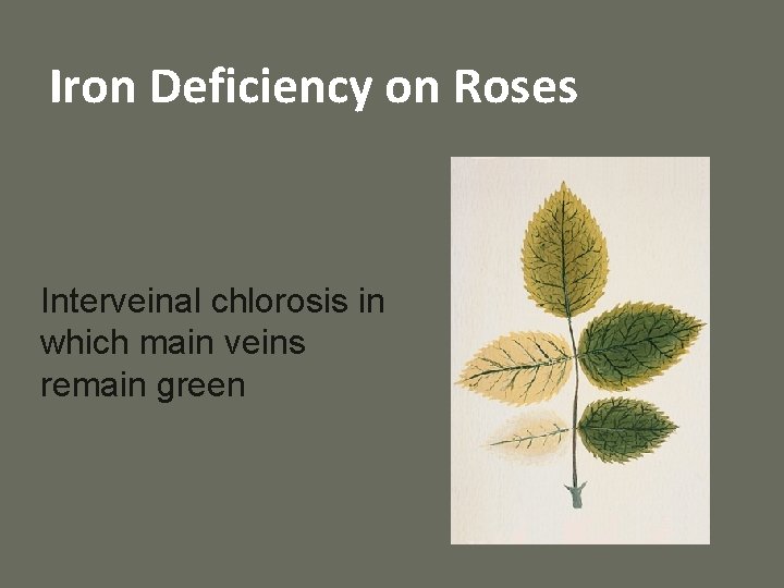 Iron Deficiency on Roses Interveinal chlorosis in which main veins remain green 