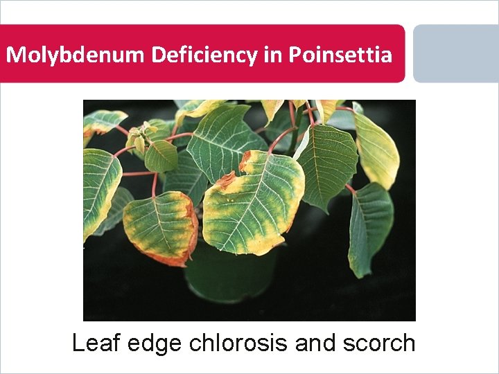Molybdenum Deficiency in Poinsettia Leaf edge chlorosis and scorch 