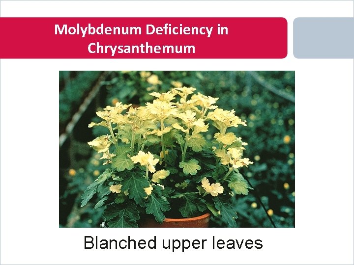 Molybdenum Deficiency in Chrysanthemum Blanched upper leaves 