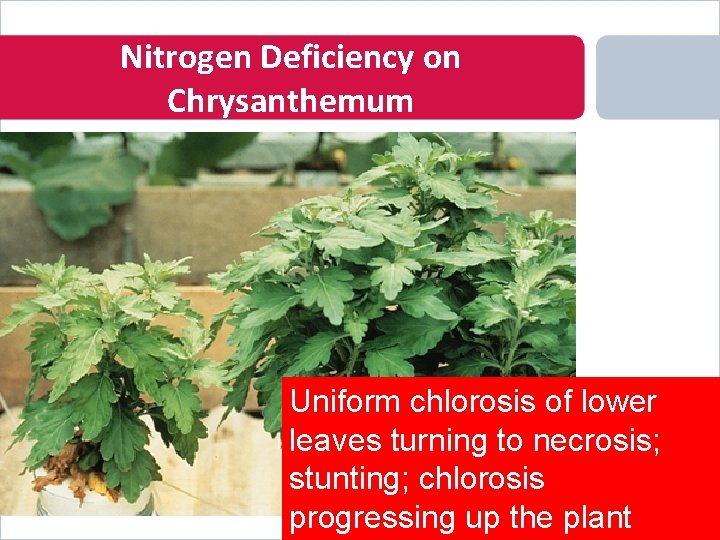 Nitrogen Deficiency on Chrysanthemum Uniform chlorosis of lower leaves turning to necrosis; stunting; chlorosis