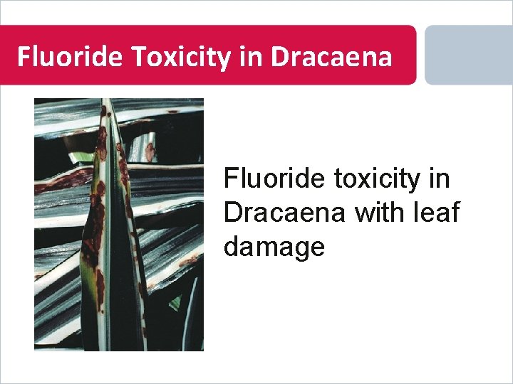 Fluoride Toxicity in Dracaena Fluoride toxicity in Dracaena with leaf damage 
