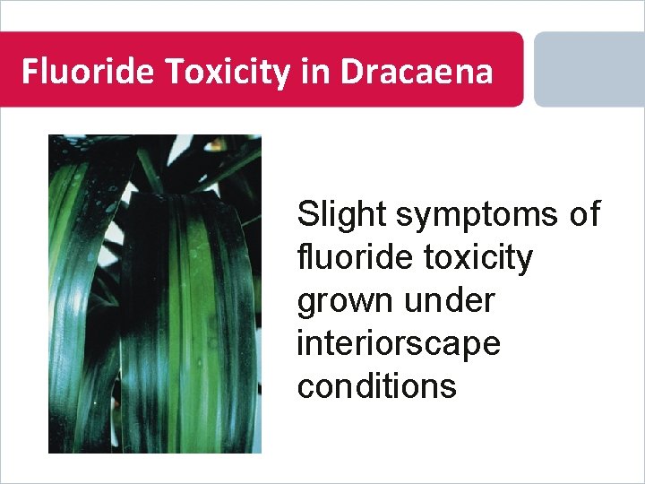 Fluoride Toxicity in Dracaena Slight symptoms of fluoride toxicity grown under interiorscape conditions 