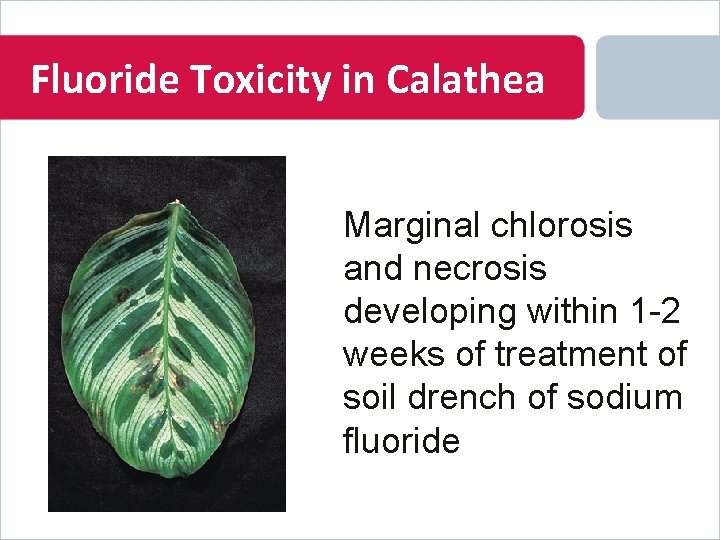 Fluoride Toxicity in Calathea Marginal chlorosis and necrosis developing within 1 -2 weeks of