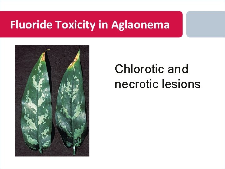Fluoride Toxicity in Aglaonema Chlorotic and necrotic lesions 