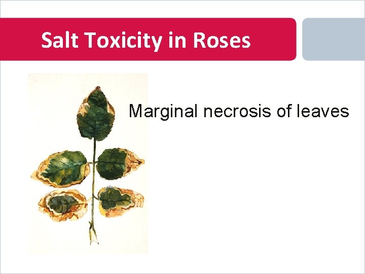 Salt Toxicity in Roses Marginal necrosis of leaves 