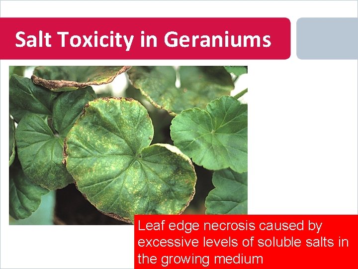 Salt Toxicity in Geraniums Leaf edge necrosis caused by excessive levels of soluble salts