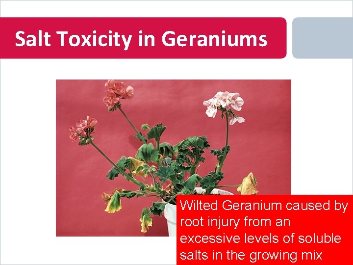 Salt Toxicity in Geraniums Wilted Geranium caused by root injury from an excessive levels