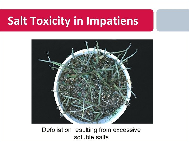 Salt Toxicity in Impatiens Defoliation resulting from excessive soluble salts 