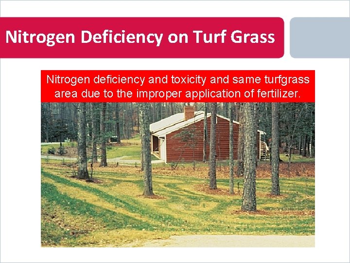 Nitrogen Deficiency on Turf Grass Nitrogen deficiency and toxicity and same turfgrass area due