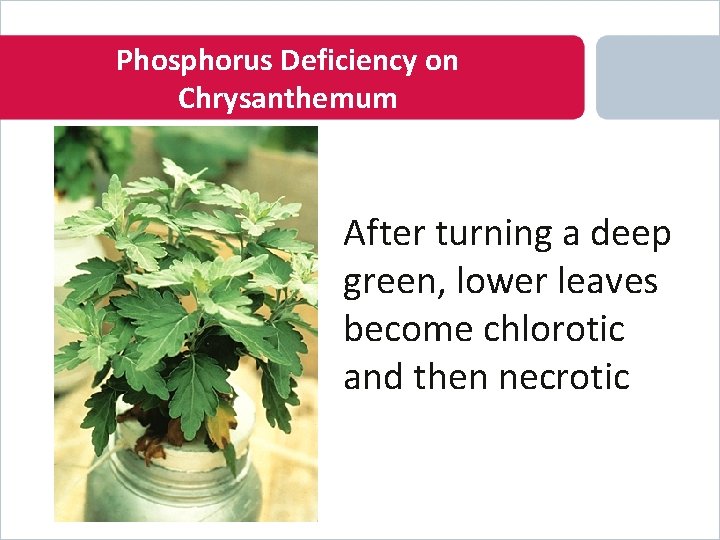 Phosphorus Deficiency on Chrysanthemum After turning a deep green, lower leaves become chlorotic and