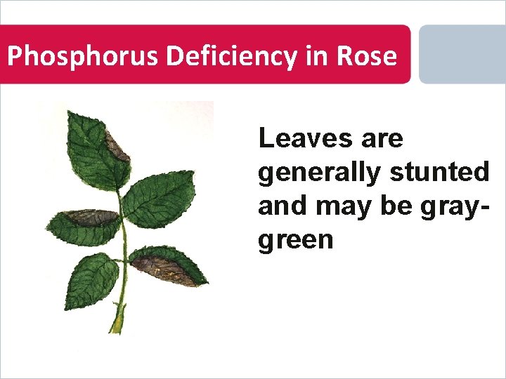 Phosphorus Deficiency in Rose Leaves are generally stunted and may be graygreen 