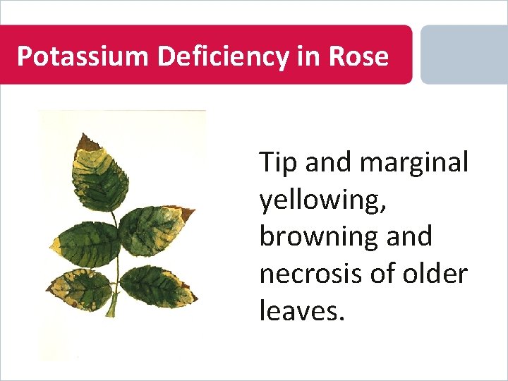 Potassium Deficiency in Rose Tip and marginal yellowing, browning and necrosis of older leaves.