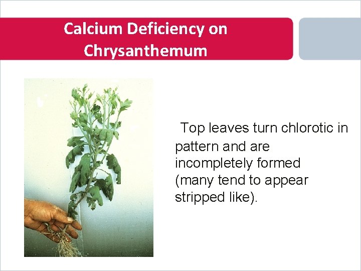 Calcium Deficiency on Chrysanthemum Top leaves turn chlorotic in pattern and are incompletely formed