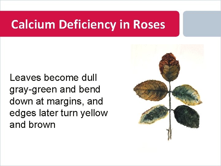 Calcium Deficiency in Roses Leaves become dull gray-green and bend down at margins, and