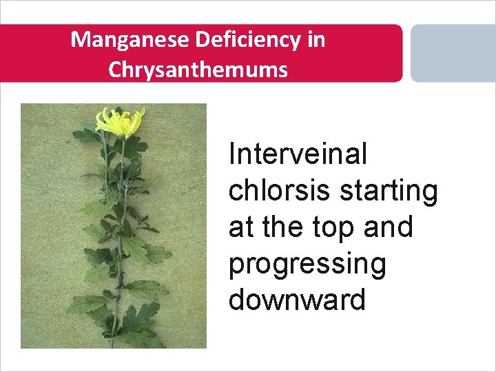 Manganese Deficiency in Chrysanthemums Interveinal chlorsis starting at the top and progressing downward 