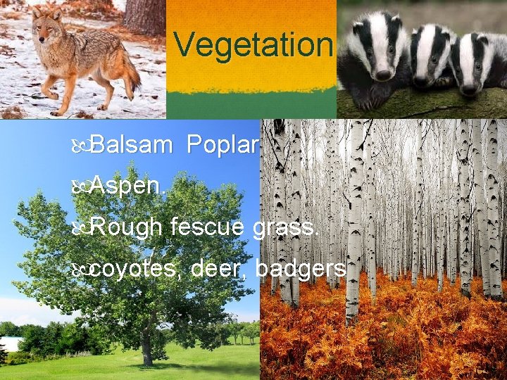 Vegetation Balsam Poplar Aspen. Rough fescue grass. coyotes, deer, badgers 