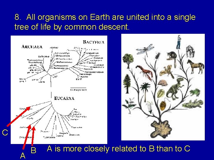 8. All organisms on Earth are united into a single tree of life by